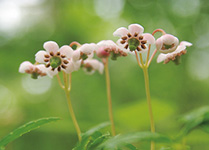 研究した植物エキスは2500種類に。日本の植物研究のパイオニアとしてのこだわり